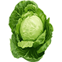 Cabbage Nutrition Program