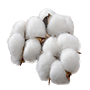 Cotton Dietary Plan