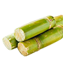 Sugarcane Dietary Plan