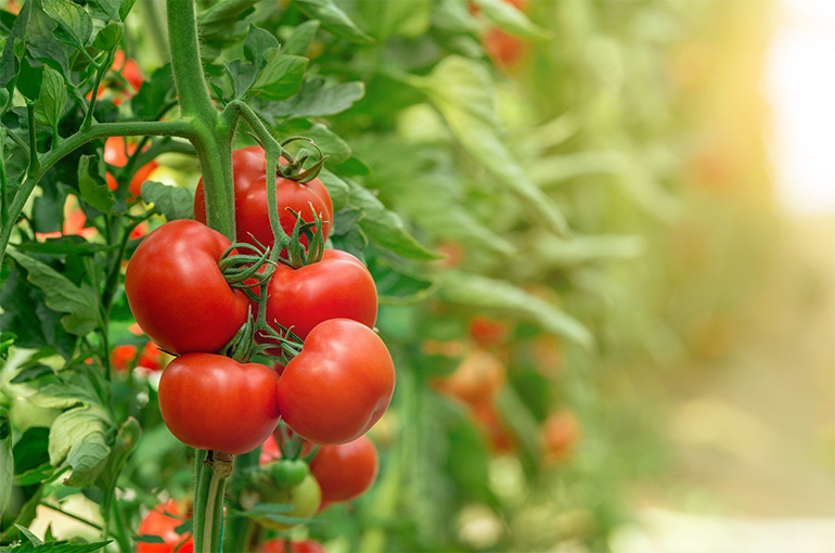 برنامه غذایی گوجه فرنگی​