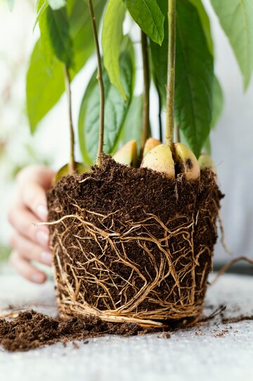 کود مایع بذرمال؛ محلولی غلیظ تقویت ریشه جوانه زنی گیاهان